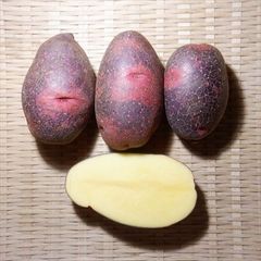 グランドペチカ　5kg　自然栽培（無肥料・無農薬・無除草剤）のじゃがいも