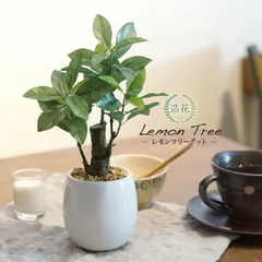 2025年最新】観葉植物 フェイクグリーン レモンの人気アイテム - メルカリ