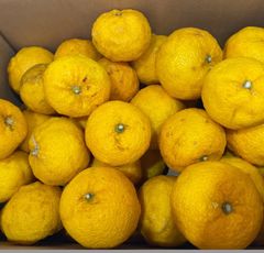 西原のゆず　箱込み10kg