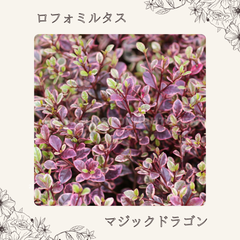 ロフォミルタス：マジックドラゴン （3号ポット）  寄せ植え 鉢植え 花壇 お洒落 可愛い  苗木 初心者 カラーリーフ　寄せ植え　庭木