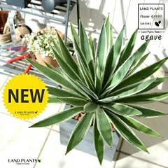 アガベ（斑入り：ハクセンコウ） グレー ファイバー キューブ型 陶器鉢（バークチップ） 鉢植え 鉢 灰 灰色 ネズミ 角 四角 大