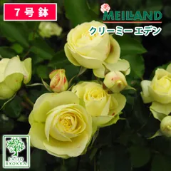 2024年最新】薔薇 大苗の人気アイテム - メルカリ