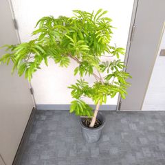 現品】エバーフレッシュ曲がり 大型観葉植物 高140◎ 幹極太