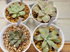 多肉植物　ケーレス実生小苗　原種4種4苗セットです。おまけ1苗つき！④