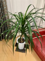 ドラセナ カンボジアーナ A5 現物販売 室内 インテリア  観葉植物 オフィス