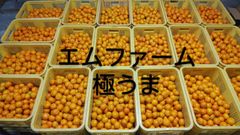 有田みかん　極うま　5キロ