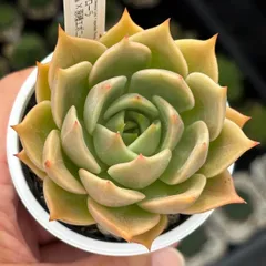 多肉植物 エボニー  抜き苗♡ Amazon｜アガボイデス エボニー スーパークローン エケベリア属