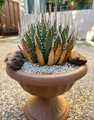 【専用】珍奇植物 ユーフォルビア ギラウミニアナ 現地球 発根済み 珍奇植物 ユーフォルビア ギラウミニアナ 現地球 発根済み