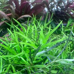 ブリクサショートリーフ 3株 水中葉 無農薬 無害虫 - メルカリ