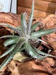 アナナスディッキア　多肉植物