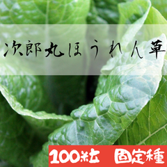 【100粒】次郎丸ほうれん草の種　固定種　自家採種