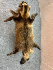 2025年最新】毛皮 たぬきの人気アイテム - メルカリ