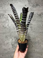 18. 大 ▽aechmea chantinii ▽ エクメア カンティニー アクメア チャンティニー ブロメリア 【PLANET】ホヘンベルギア 塊根植物 サボテン アナナス