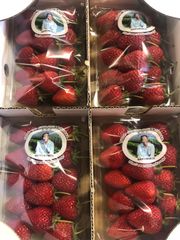 いちご（さちのか）福島県（鏡石町産）Lサイズ4パック入1箱
