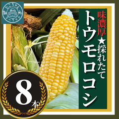 6月〜7月限定【採れたて！ジューシーで甘味濃厚】愛媛県産　トウモロコシ　８本　Lサイズ