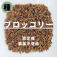 【種】ブロッコリー　農薬不使用　30粒