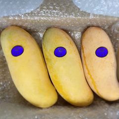 宮崎県産 完熟マンゴー マハチャノ 2,3個 1kg チルド便