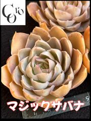 コロ多肉♬︎* 通常営業中❣️ - メルカリShops コロ多肉♬︎* 通常営業中❣️ - メルカリShops