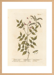 世界の名画 100年前 アートポスター ボタニカル 植物 果物 ハーブ ヴォイニッチ手稿 絵画 おしゃれ レトロ ポップ インテリア フレームなし （A3サイズ）（ポスターのみ）