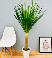 現品］【希少】4番サイカスクリビコーラルテア実生蘇轍レア珍しい