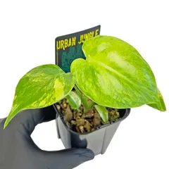 2025年最新】モンステラ イエローマリリン デリシオーサの人気