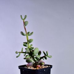3O4 実生 ケラリア ピグマエア コーデックス 塊根植物 ケラリアピグマエア