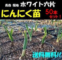 にんにく苗(ホワイト六片/青森 福地/国産) 50本　　暖地用・無農薬　ニンニク