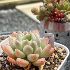 多肉植物 ☘️ エルサ 抜き苗