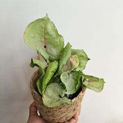 ②《シンゴニウム グリーンスプラッシュ》Syngonium green splash 観葉植物 斑入り ポット発送