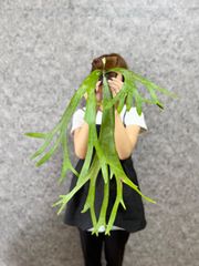 ▽P.willinckii Wild East Java▽ 34 ウィリンキー　ワイルド　ジャワ【PLANET】ビカクシダ