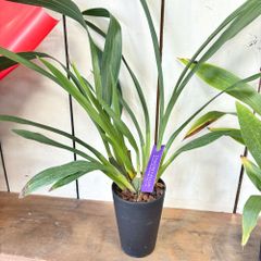 紫紅蘭ジゴペタラム4号ロング鉢来季用１