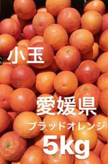 愛媛県産　ブラッドオレンジ　タロッコ　柑橘　5kg