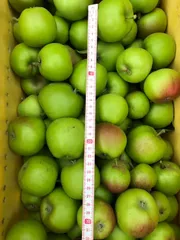 長野県産　秋映　摘果りんご　加工用　約10キロ