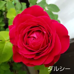 23年最新 菜の花 苗の人気アイテム メルカリ