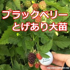 ■ブラックベリー大苗 トゲあり ポット苗 ボイセンベリー健康フルーツ農薬栽培♪