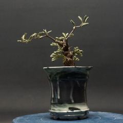 "Senna meridionalis" センナ メリディオナリス 管理2273
