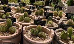 サボテンの寄せ植え