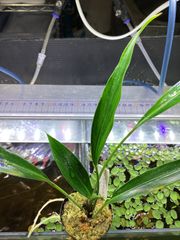 ゴソン　プレヴィぺドゥンキュラータ　シンタン　サトイモ科植物