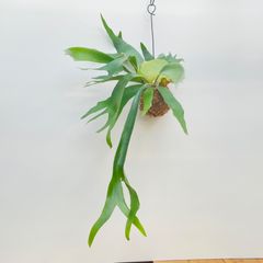 【419AＭ】【第四種郵便発送】ビカクシダ（コウモリラン）アルシコルネ（アルキコルネ）の自己主張ほどほどの苔玉　Mサイズ