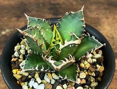 Agave Titanota RedCat Weezle/アガベ チタノタ レッドキャットウィーズル 赤猫/ゴリ猫 発根済み 送料込み
