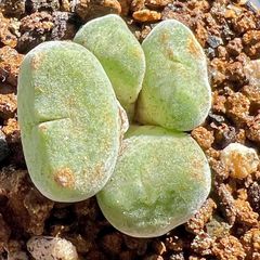 レア コノフィツム セレベルム4頭 群生  2.2cm PVB10043 Conophytum ernstii ssp.cerebellum 多肉植物　メセン　メルカリ便