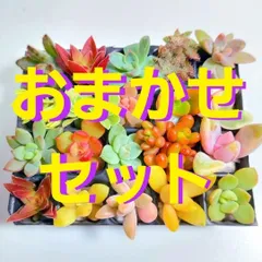 【ルビーネックレス】多肉植物　ミニミニ20カット苗セット【育成説明書】