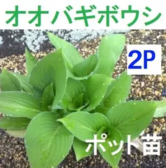 2024年最新】山菜 苗の人気アイテム - メルカリ