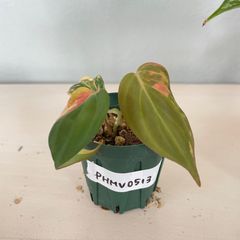 【美斑】　フィロデンドロン　ミカンス　斑入り　philodendron micans variegated