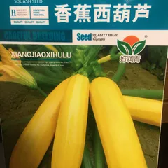 西葫芦 黄色　ズッキーニ　種　10粒のサムネイル