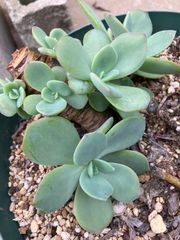 白鳳 大苗 抜き 多肉植物 - メルカリ