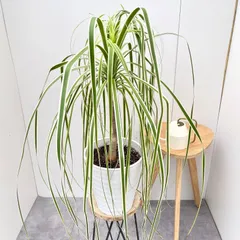 現品　トックリラン　ノリナ　斑入り　26番　トックリラン斑入り　観葉植物　希少 希少】斑入り トックリラン ノリナ | Sunny Branch