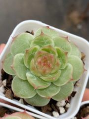 こ*ん様 15種類セット K1061×105苗 土付き 詰め合わせ 多肉植物 エ 15種類セット K1061×105苗 土付き 詰め合わせ 多肉植物