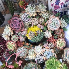 火祭りと紅葉祭りカット苗 寄せ植え 多肉植物 - メルカリ