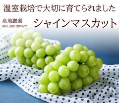 シャインマスカット お中元 暑中お見舞い 残暑お見舞い お取り寄せ シャインマスカットギフト 夏の贈り物 夏ギフト お世話になった方へ贈り物 種無し皮ごと食べられる 産地厳選 [シャインマスカット1房] 500ｇ 冷蔵便